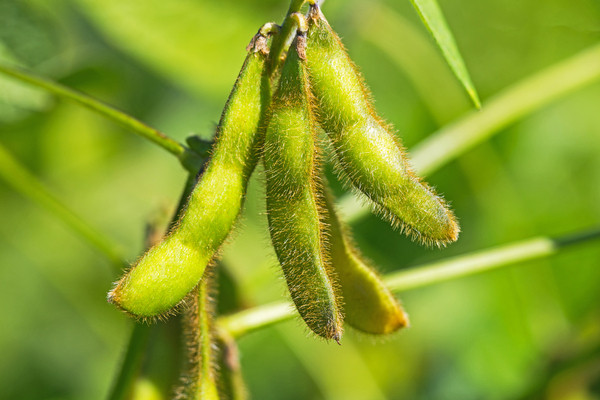Brazil soybean production estimates