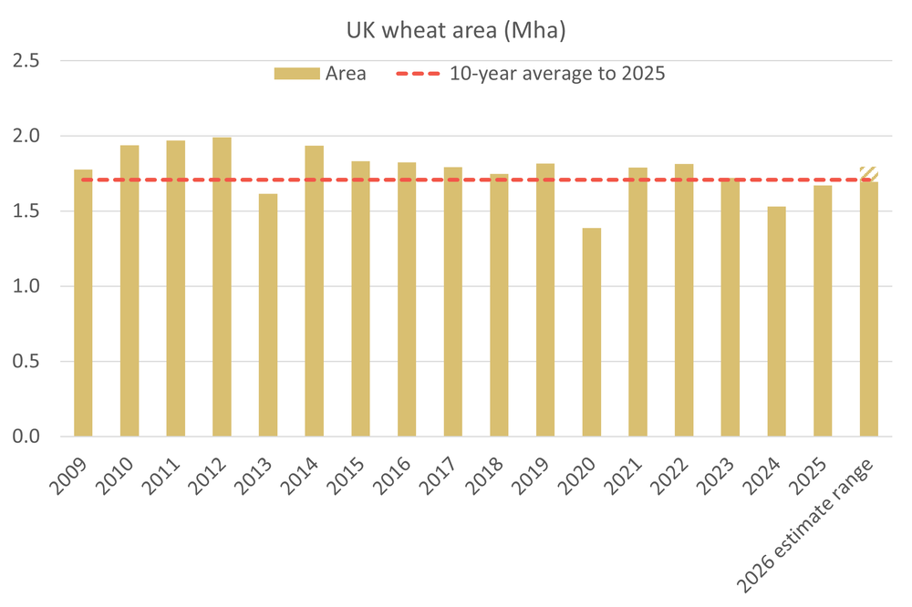 Outlook for UK 2026 wheat harvest
