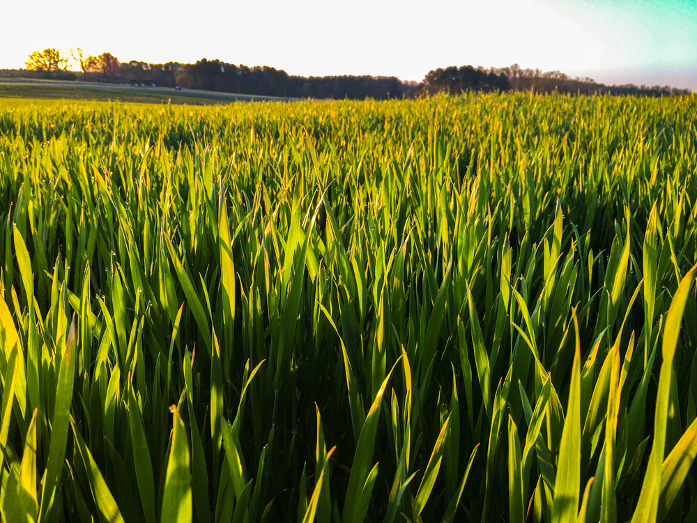 Are China's wheat imports making a comeback? Are China's wheat imports making a comeback?
