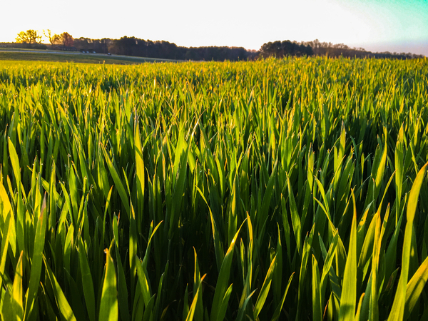 Seasonality in grain prices
