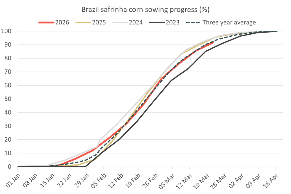 Brazilsafrinhacornsowing 24.03.26